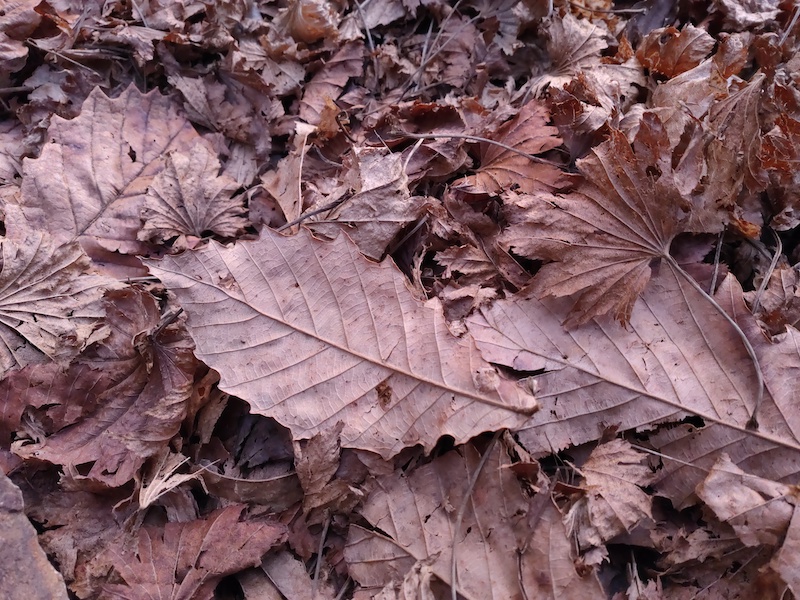 紅葉の秋から初冬へと季節が変わる