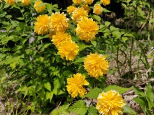 平山城祉公園内の花
